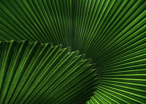 Зеленый веер пальмовых листов