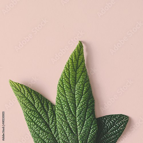 Сочные зеленые листья на розовом фоне