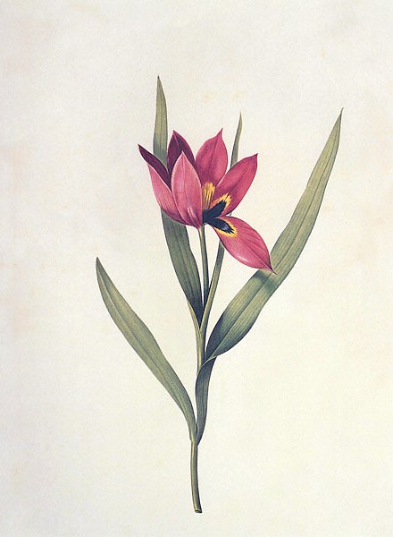 Tulipa agenensis DC