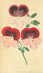 Постер Seedling Pelargoniums