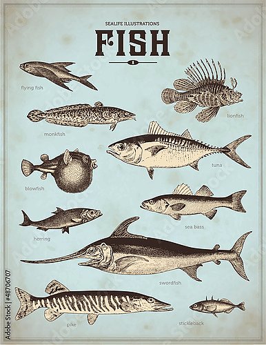 Ретро плакат с видами рыб 2