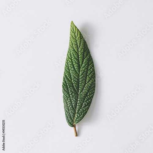 Зеленый сочный листок на сером фоне