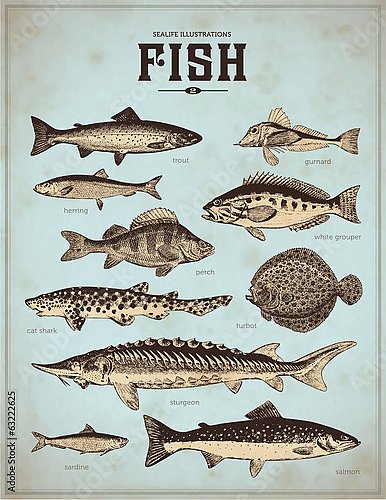Ретро плакат с видами рыб 1