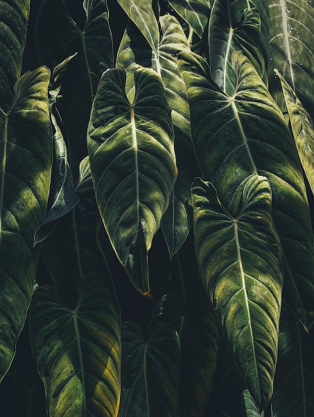 Длинные мокрые пальмовые листья