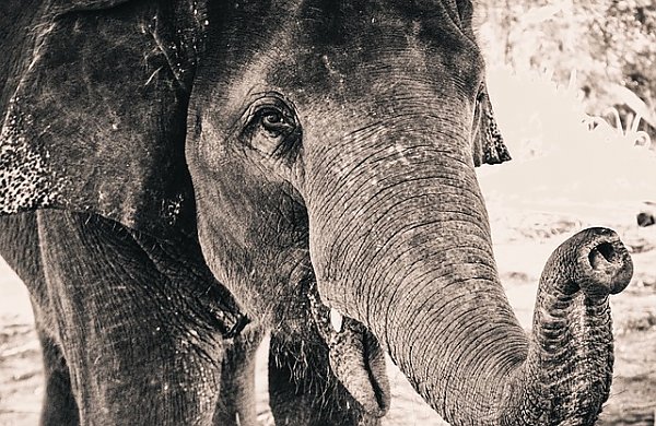 Ретро-фотография слона