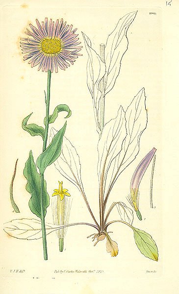Curtis Ботаника №52 1