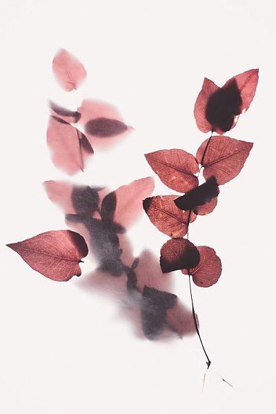 Сухие красные листья на ветке