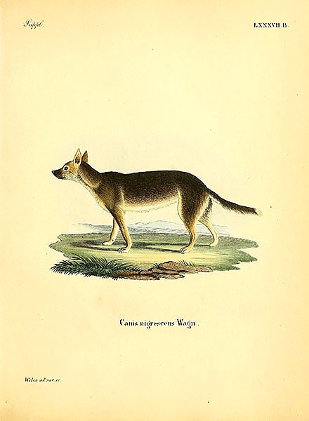 Волк Canis nigrescens