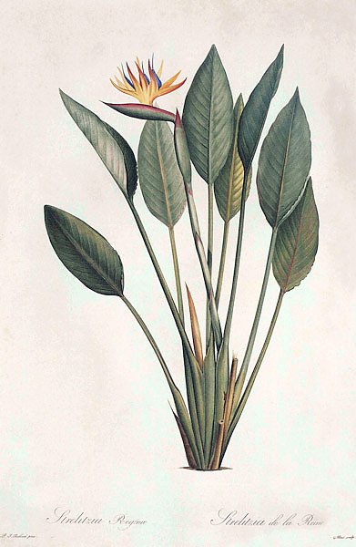 Strelitzia reginae Banks in Aiton