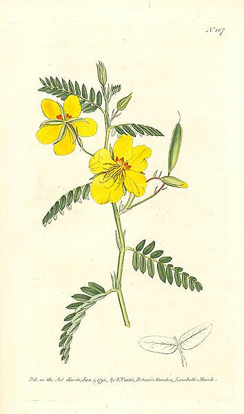 Curtis Ботаника №32 1