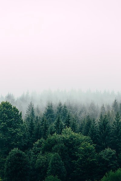 Зеленый хвойный лес в тумане