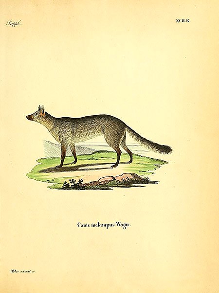 Волк Canis melampus