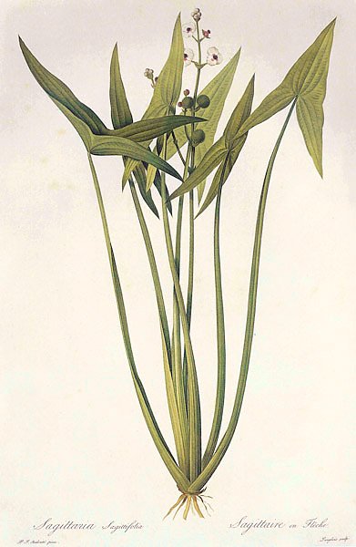 Sagittaria sagittifolia L