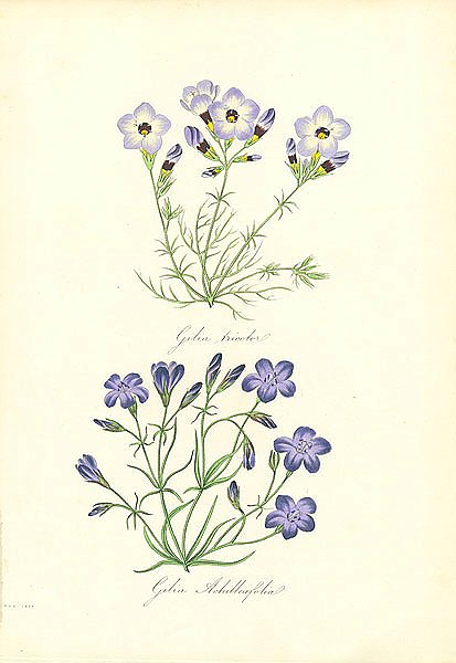 Gilia Tricolor, Gilia Achilleafolia 1