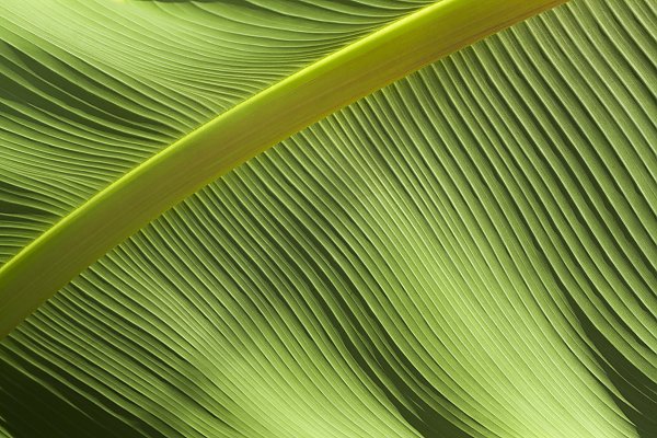 зеленые волны пальмового листа