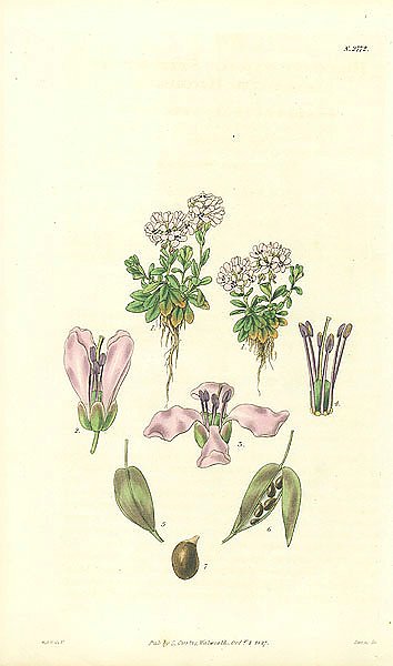 Curtis Ботаника №65 1