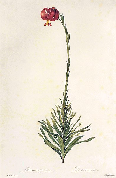 Lilium chalcedonicum L