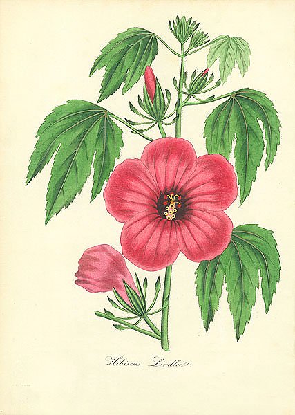 Hibiscus Lindlei 2