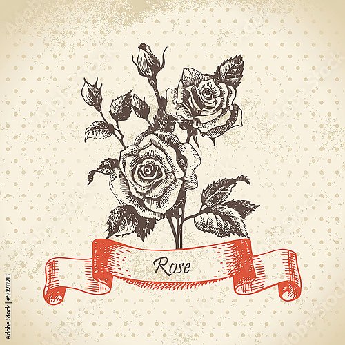 Иллюстрация с розами