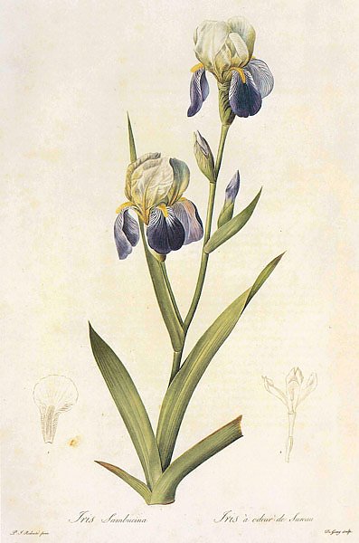 Iris x sambucina L