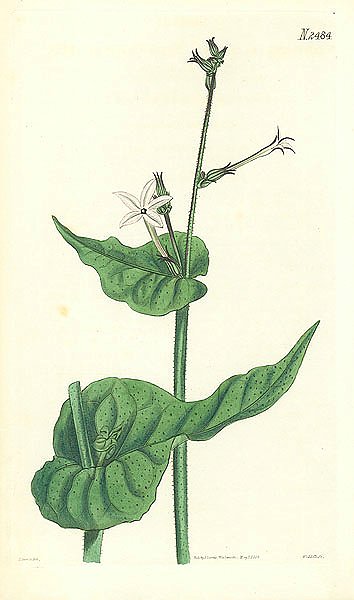 Curtis Ботаника №61 1