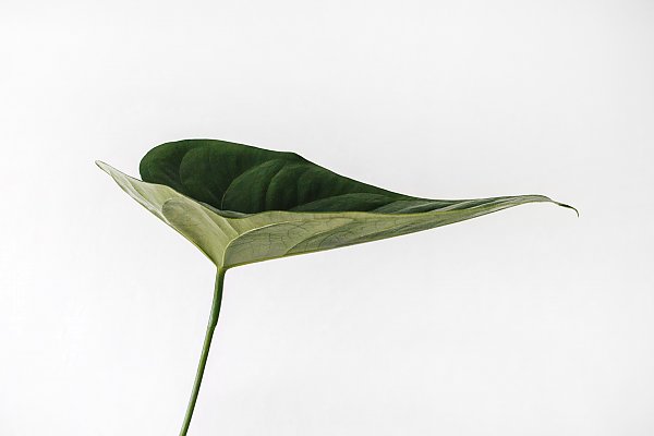 Зеленый плоский лист 