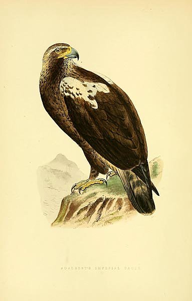 Adalbert's Imperial Eagle