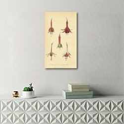 «Fuchsia Cordifolia, Seedling Fuchsias» в интерьере комнаты с белым резным комодом