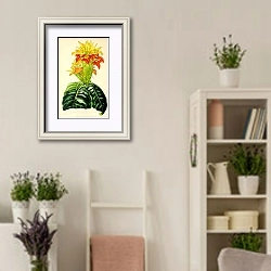 «Aphelandra Aurantica» в интерьере комнаты в стиле прованс с цветами лаванды
