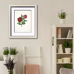 «Rosa centifolia» в интерьере комнаты в стиле прованс с цветами лаванды