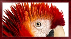 ANIMAL CLOSE-UP постер попугай