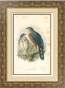 Astur Macroscelides  Catalogue of the Birds in the British Museum