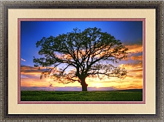 Постер для настроения одинокое дерево в поле в закатных красках
