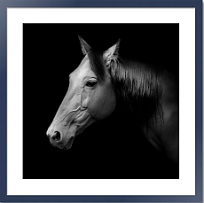 постер черно-белый Лошадь