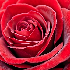 постер красная роза