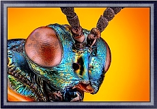 Постеры с насекомыми