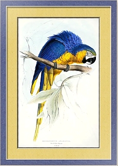 Иллюстрации попугаев от Эдварда Лира