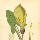 Копии гравюр с цветами из журнала  James Sowerby