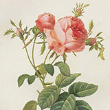 Копии гравюр с розами из журнала Pierre-Joseph Redoute