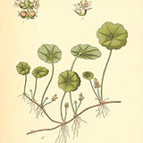 Старинные гравюры из журнала Flora von Deutschland