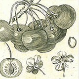 Копии гравюр с фруктами из журнала  Traite Des Arbres Fruitiers