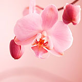 Постеры с орхидеями