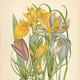 Копии гравюр с цветами из журнала Anne Pratt