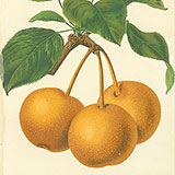 Копии гравюр с фруктами из журнала  Revue Horticole
