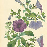 Старинные гравюры из журнала Paxton’s Magazine of Botany