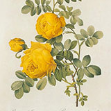 Копии гравюр с розами из журнала Pierre-Joseph Redoute