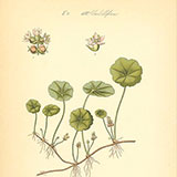 Копии гравюр с цветами из журнала Flora von Deutschland