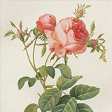 Копии гравюр с розами редут