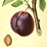 Копии гравюр с фруктами из журнала The Pomological magazine