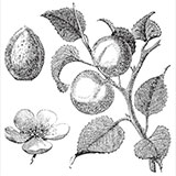 Копии гравюр с фруктами из журнала  Trousset encyclopedia